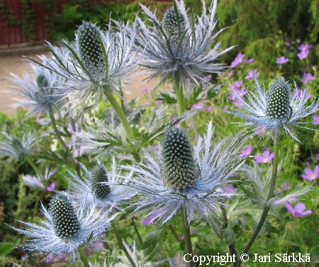 Eryngium alpinum